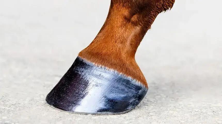 3 dicas de como hidratar os cascos do seu cavalo