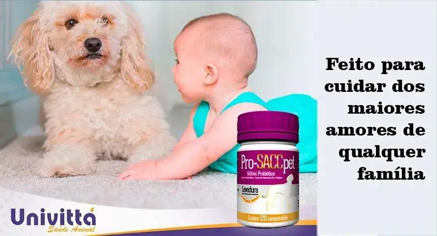 5 cuidados para conviver de forma mais saudável com seu pet