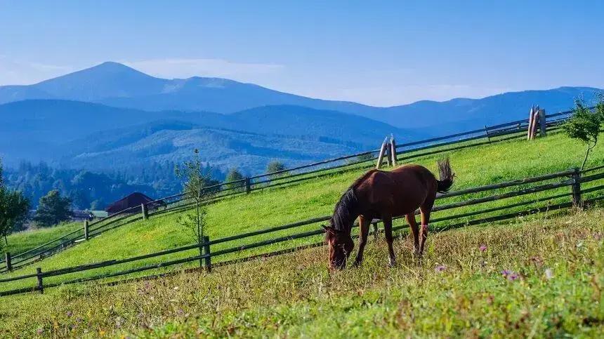 A importância do volumoso na dieta do cavalo e suas formas de fornecimento