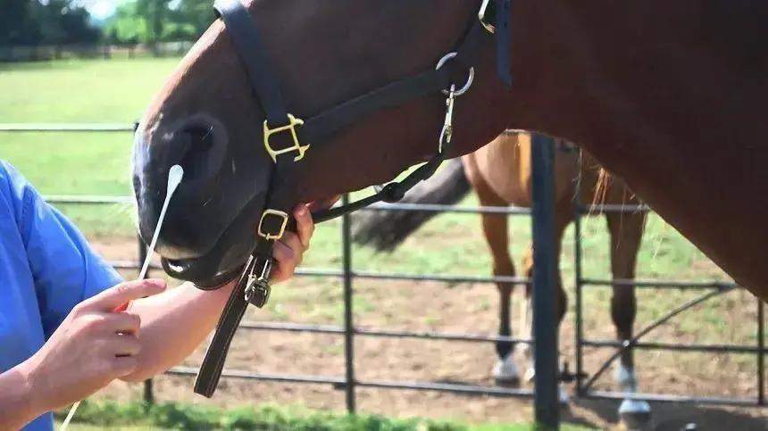 Adenite Equina: Tudo o que você precisa saber sobre o Garrotilho