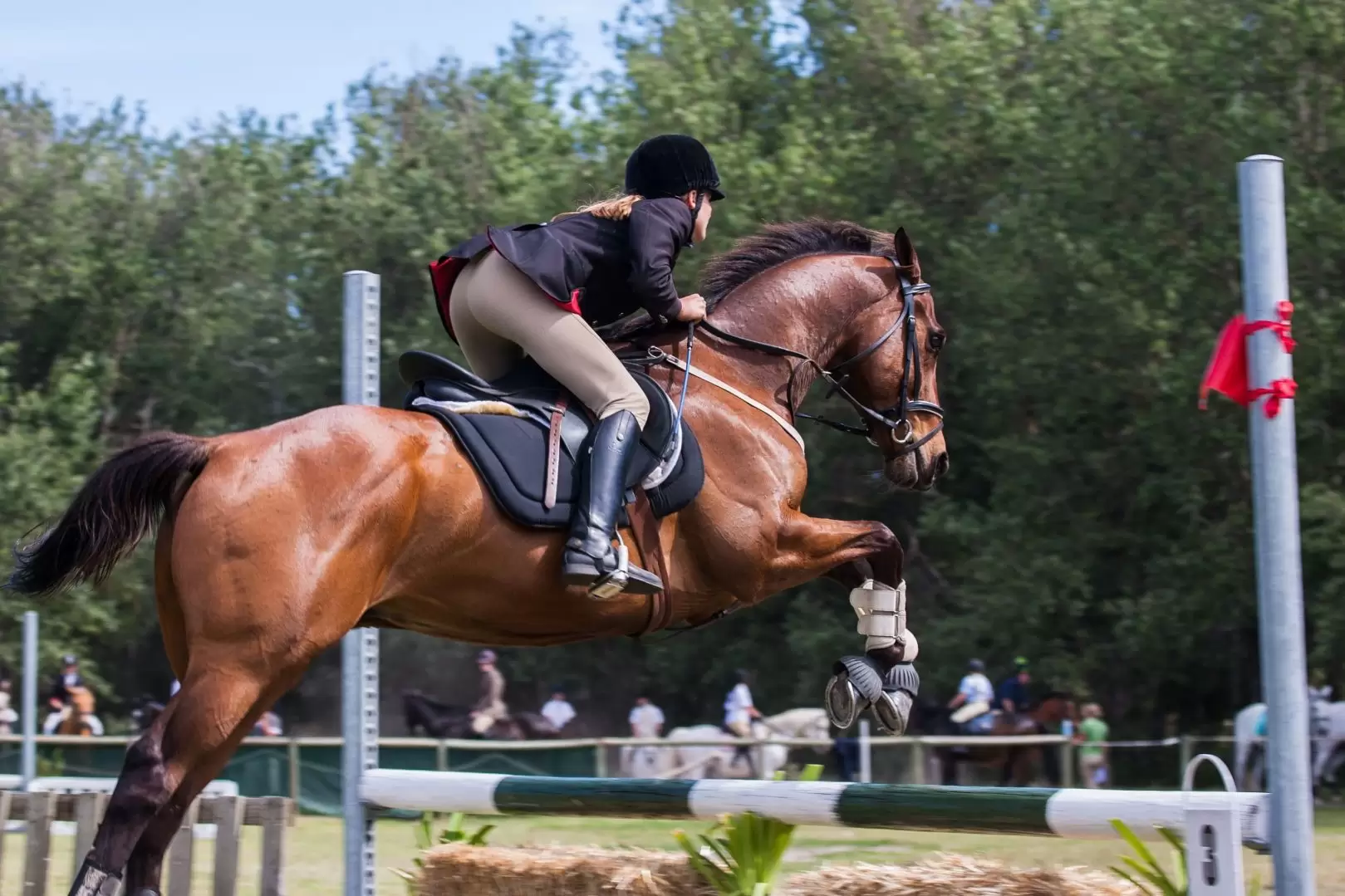 Qual a diferença do Colágeno Hidrolisado, Colágeno Tipo 2 e dos Peptídeos Bioativos de Colágeno na suplementação do cavalo atleta?