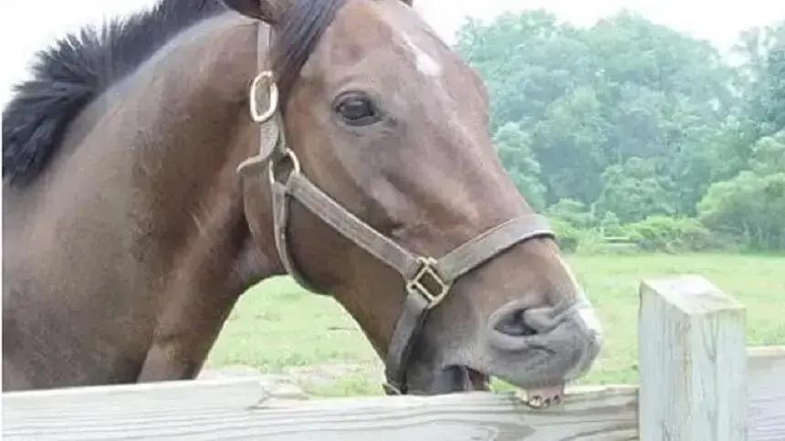 Como combater estereotipias em cavalos para garantir seu bem-estar