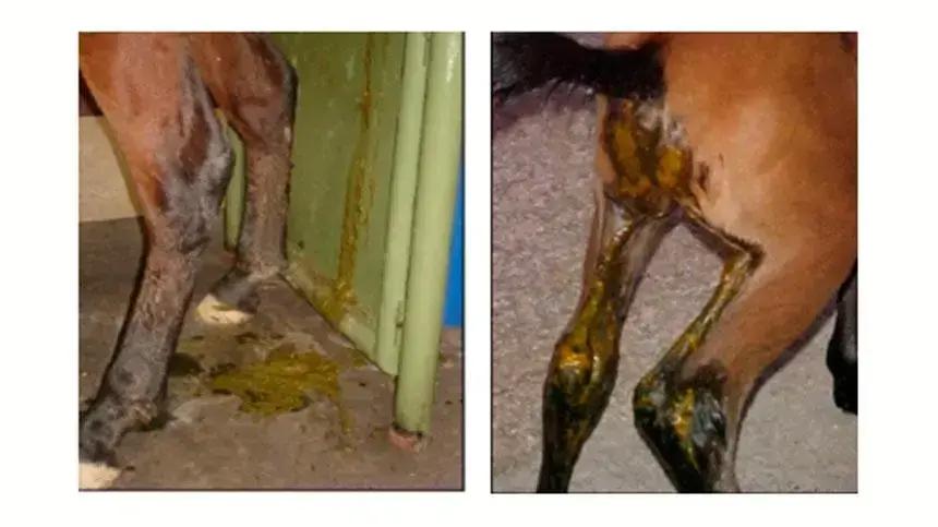 Como lidar com diarreia em cavalos: causas, tratamentos e cuidados essenciais