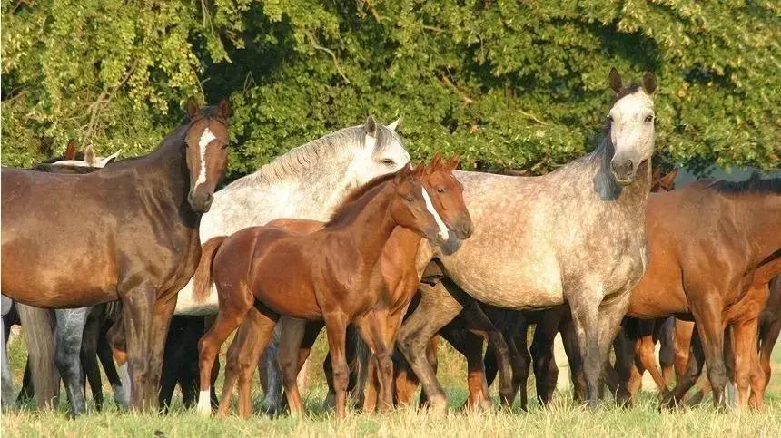 Como melhorar os índices de fertilidade das suas éguas de forma eficiente
