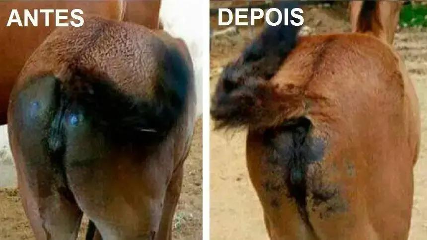 Como tratar a diarréia em cavalos: diagnóstico e cuidados essenciais