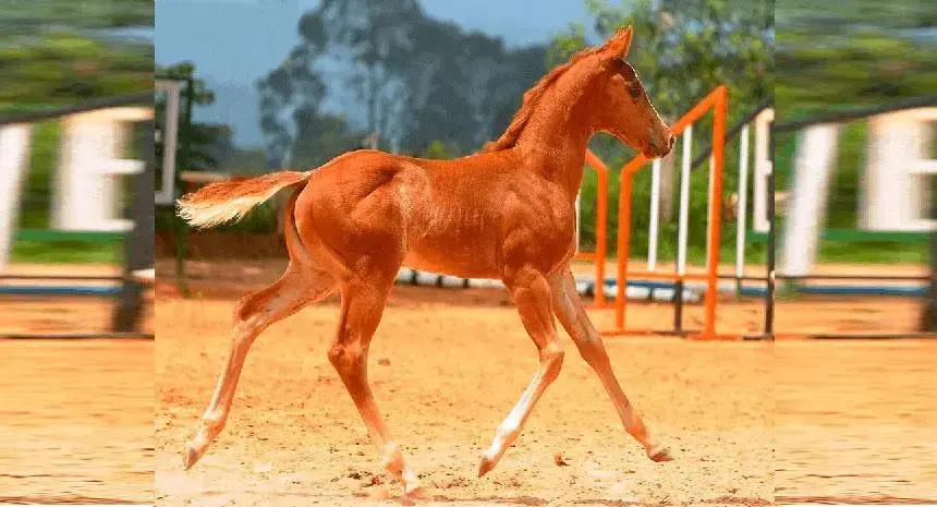 É de pequeno que se faz um campeão. Saiba como desenvolver seu potro