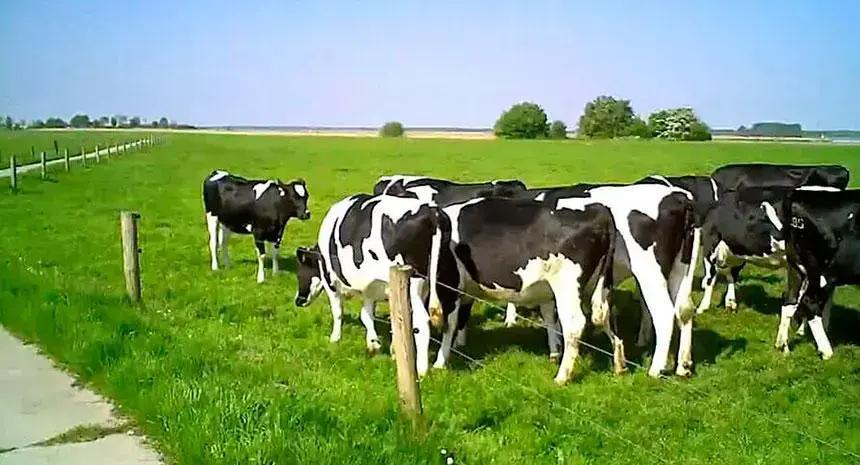 Efeitos da alimentação de Saccharomyces cerevisiae para vacas leiteiras em produção de leite e componentes do leite