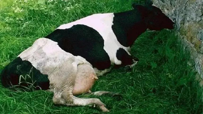 Febre do Leite: Como entender, prevenir e tratar a hipocalcemia em vacas leiteiras