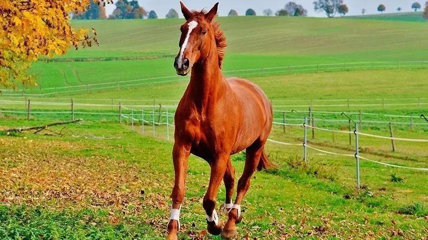 Impacto da suplementação com leveduras vivas em potros durante o crescimento