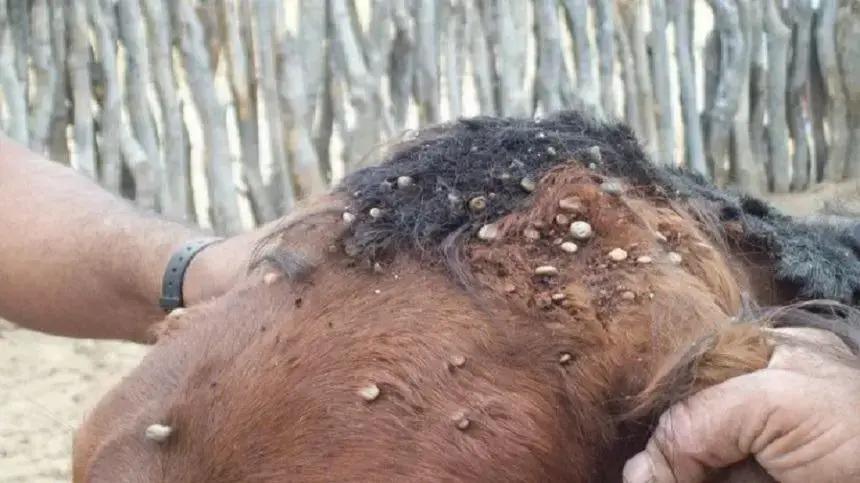 Nutaliose equina: entenda a doença do carrapato que afeta equinos
