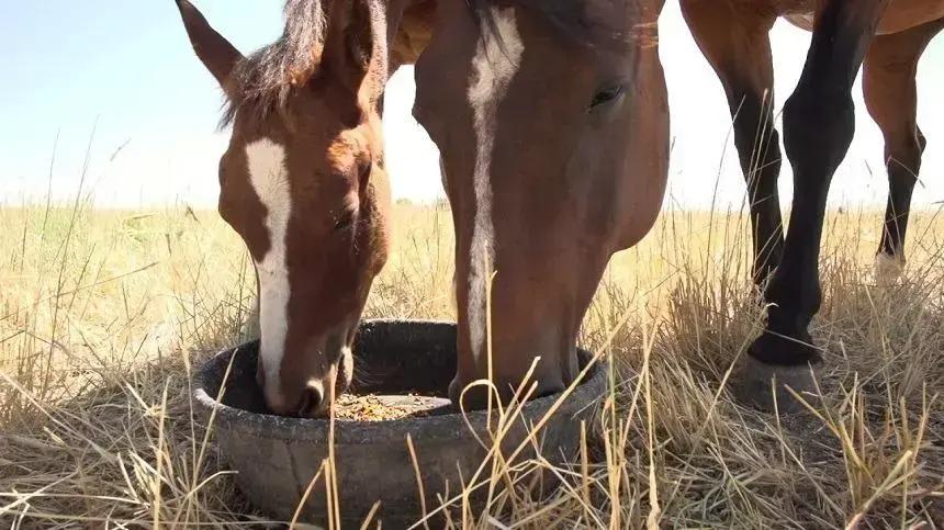 Nutrição de potros: tudo o que você precisa saber