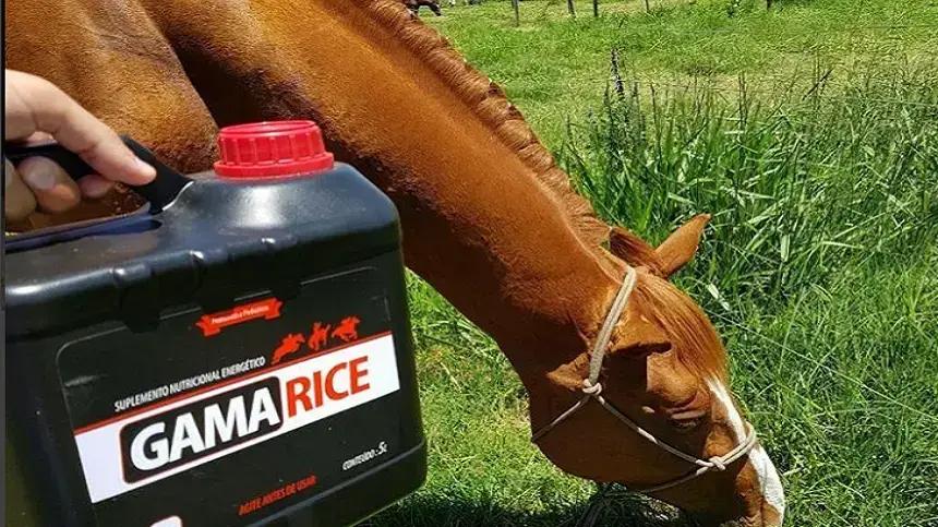 Os benefícios do óleo degomado de arroz para a alimentação equina