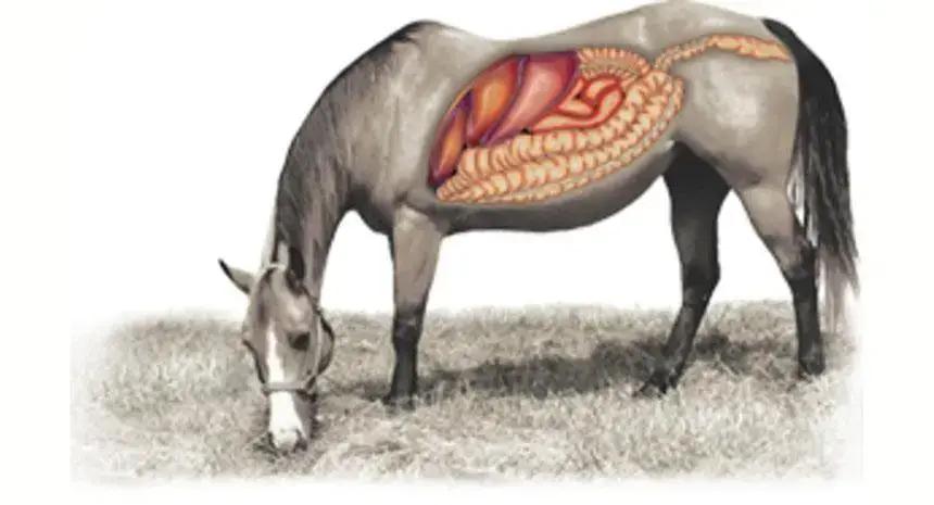 Porque usar probiótico para cavalo de levedura na forma contínua em meu cavalo?