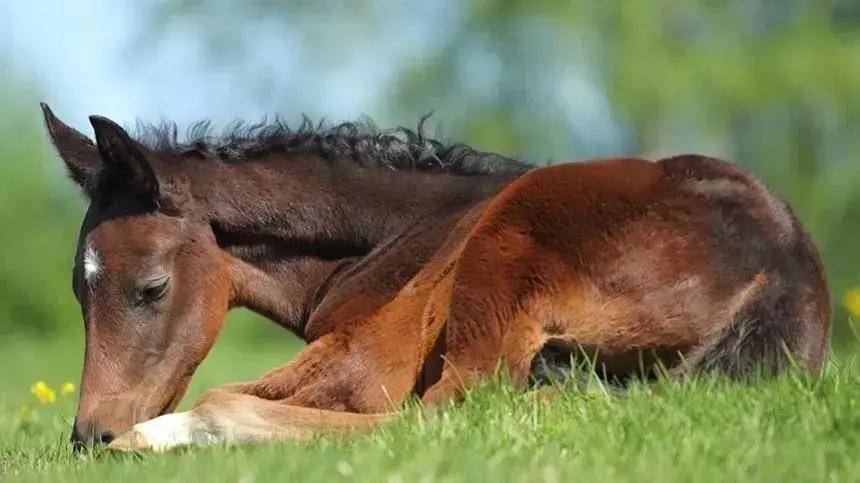 Rodococose em Equinos: Desvendando a Imunidade e Estratégias de Profilaxia