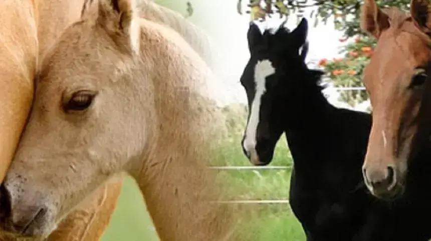 Rodococose em Equinos: Entenda causas, sintomas e tratamentos essenciais