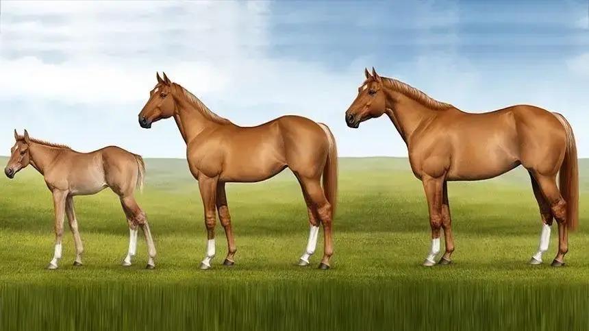 Saiba como fazer seu cavalo crescer 3 centímetros em 2 meses