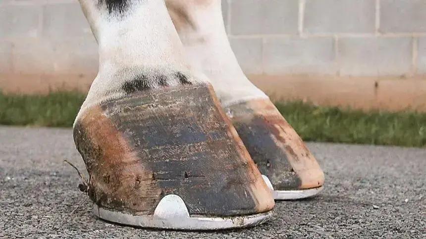 Saiba como melhorar o casco do seu animal com leveduras vivas