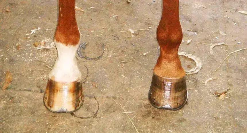 Saiba comoproporcionar cascos sadios para seu cavalo e estimular o crescimento