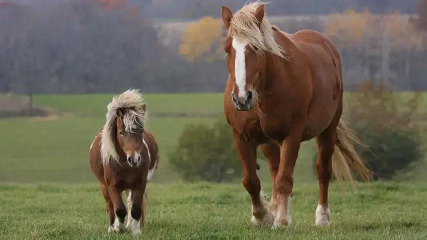 Saiba mais sobre vermifugação para equinos