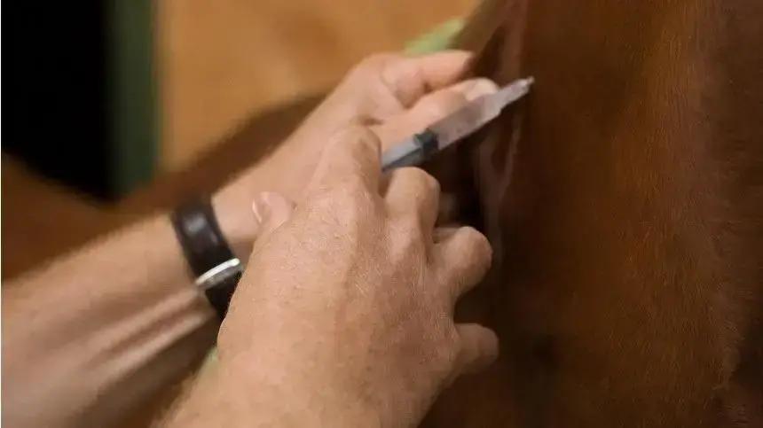 Vacinação para cavalos, saiba como fazer e quais vacinas utilizar