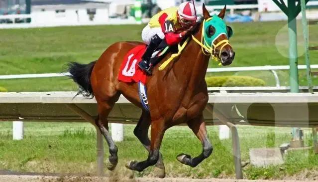 Whey Protein para cavalos?